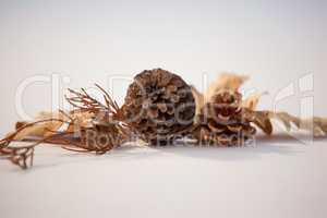 Pine cone and autumn leaves on white background