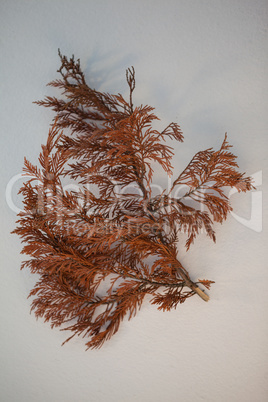 Overhead of dried autumn leaves