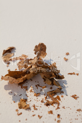 Dried autumn leave