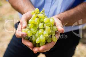 Mid section of man holding harvested grapes