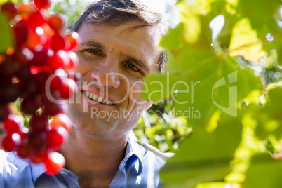 Vintner examining grapes in vineyard