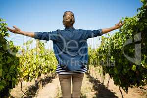 Rear view of vintner standing with arms outstretched in vineyard