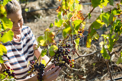 Female vintner examining grapes in vineyard