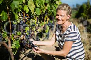 Portrait of female vintner examining grapes