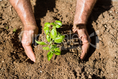 Close-up of man planting sapling in garden