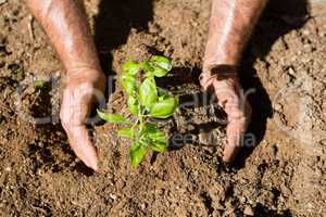 Close-up of man planting sapling in garden