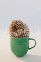 Close-up of porcupine in mug
