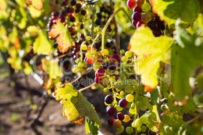 Ripe grapes in vineyard