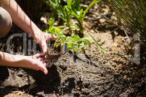 Mid section of woman planting sapling in garden