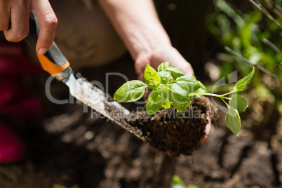 Close-up of woman planting sapling in garden