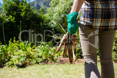 Mid section of woman holding harvested carrots in garden