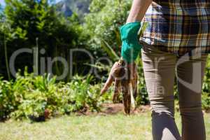 Mid section of woman holding harvested carrots in garden