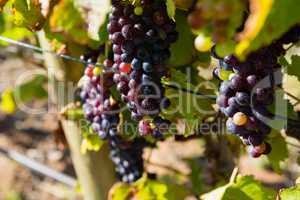 Ripe grapes in vineyard