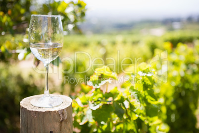 Glass of wine in vineyard