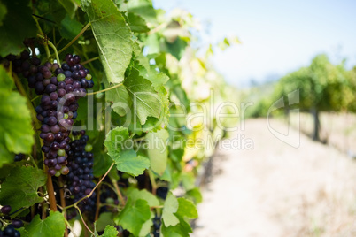 Ripe grapes in vineyard