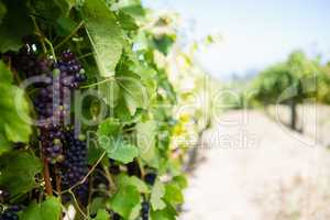 Ripe grapes in vineyard