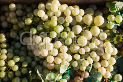 Harvested grapes in crate at vineyard