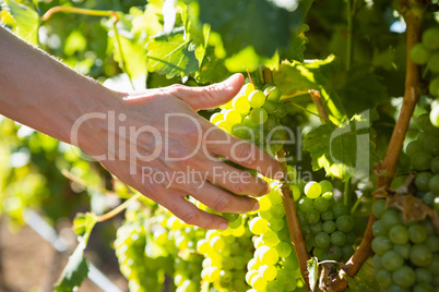 Close-up of female vintner harvesting grapes