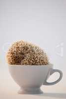 Close-up of porcupine in cup