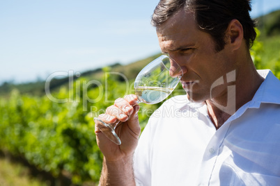 Vintner smelling glass of wine