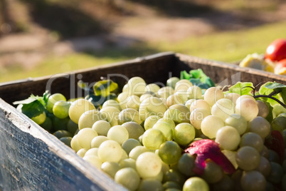 Harvested grapes in crate at vineyard