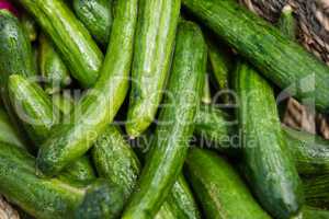Fresh cucumbers in wicker basket