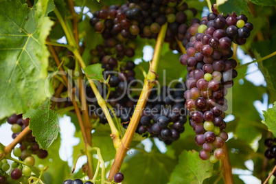 Ripe grapes in vineyard