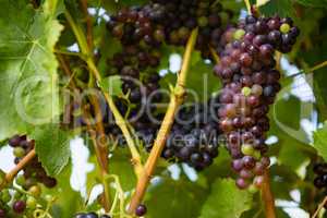 Ripe grapes in vineyard