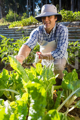 Happy man examining sapling in garden