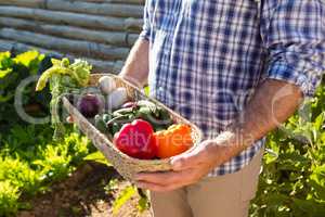 Farmer holding a basket of fresh vegetables in vineyard