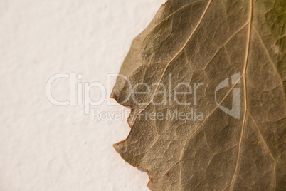 Close-up of autumn leave