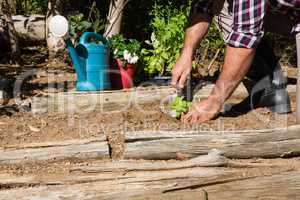 Low section of man planting sapling in garden