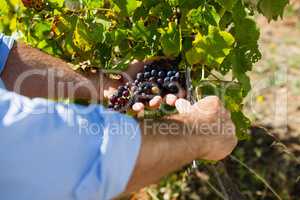 Close-up of vintner examining grapes in vineyard