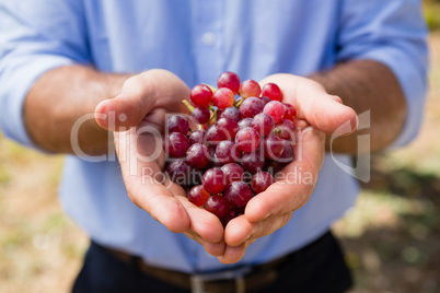 Mid section of man holding harvested grapes