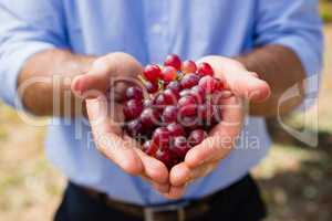 Mid section of man holding harvested grapes