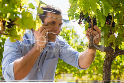 Vintner talking on mobile phone while examining grapes