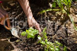 Woman planting sapling in garden