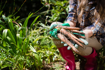 Woman holding harvested carrots in field