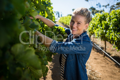 Female vintner examining grapes in vineyard