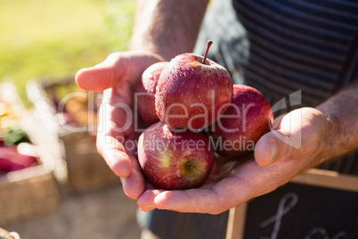 Farmer holding fresh apples