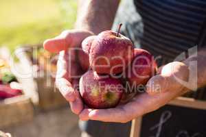 Farmer holding fresh apples
