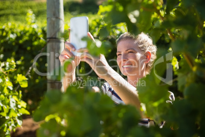 Happy woman talking selfie with mobile phone in vineyard