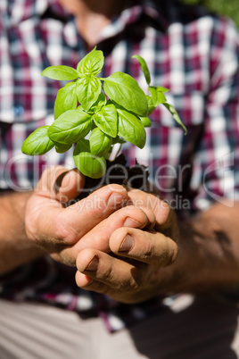 Mid section of man holding sapling in garden