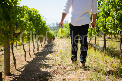 Low section of vintner walking in vineyard