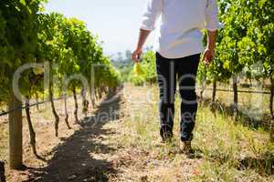 Low section of vintner walking in vineyard