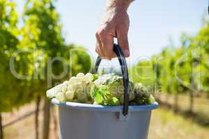 Close-up of vintner carrying harvested grapes in bucket