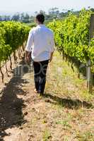 Rear view of vintner walking in vineyard