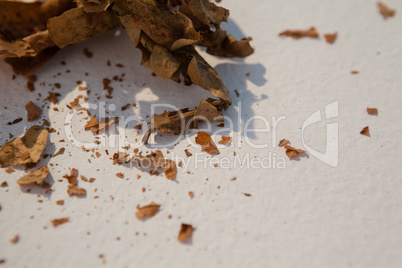 Dried autumn leave