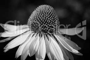 Sonnenhut, Echinacea purpurea