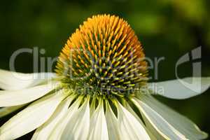 Sonnenhut, Echinacea purpurea